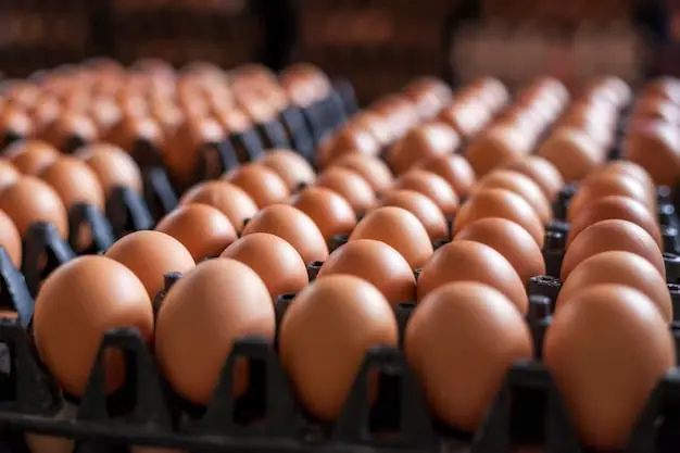 Secretele unei coji rezistente: cum YEDNIST’ NUTRITION îmbunătățește calitatea ouălor prin soluții furajere